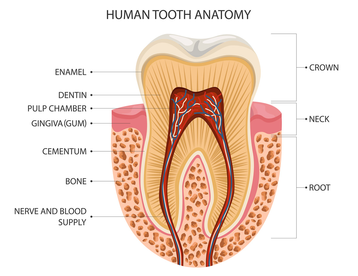 What to do if you cannot stop grinding your teeth